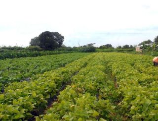 CMN prorroga parcelas de crédito rural a afetados por seca no Nordeste