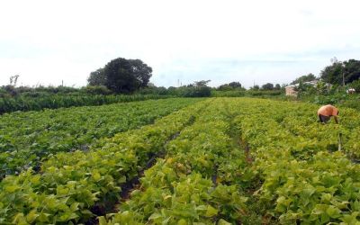 CMN prorroga parcelas de crédito rural a afetados por seca no Nordeste