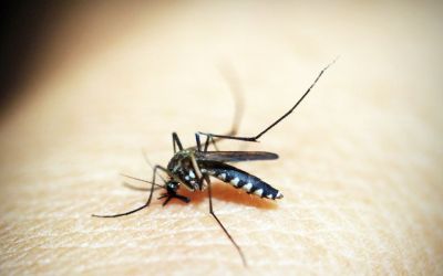 Dengue: Brasil ultrapassa meio milhão de casos prováveis este ano